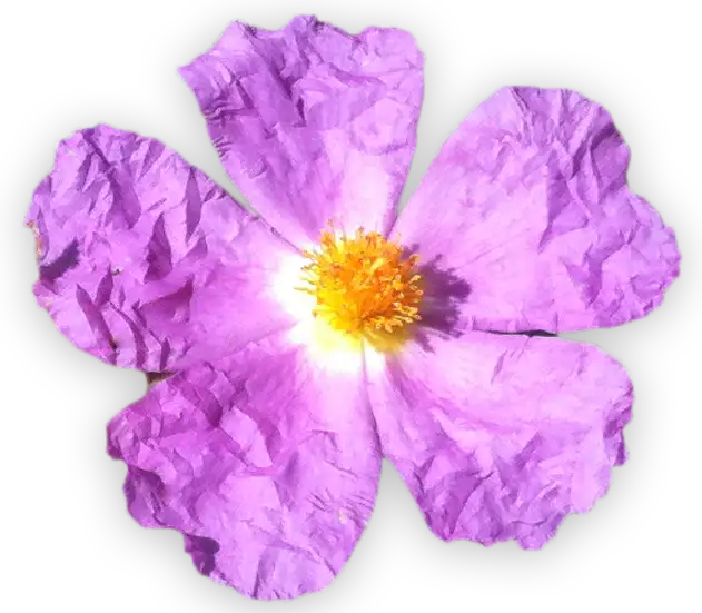 Blüte der kretischen Zistrose Cistus Incanus Creticus