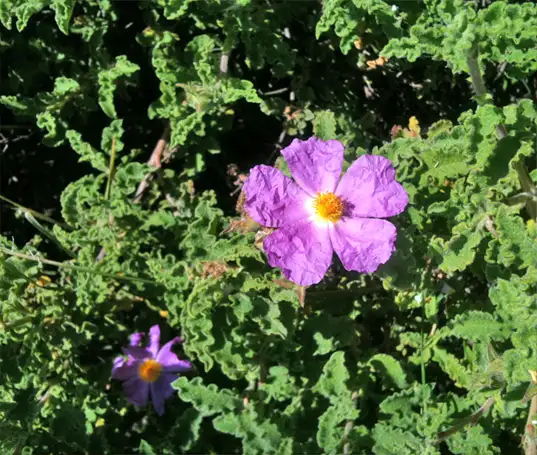 Wilder Zistrosenbusch auf Kreta Wilder Zistrosenbusch